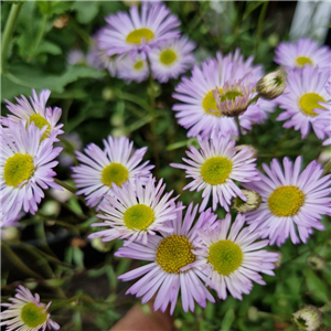 Erigeron Karvinskianus 'Lavender Lady'